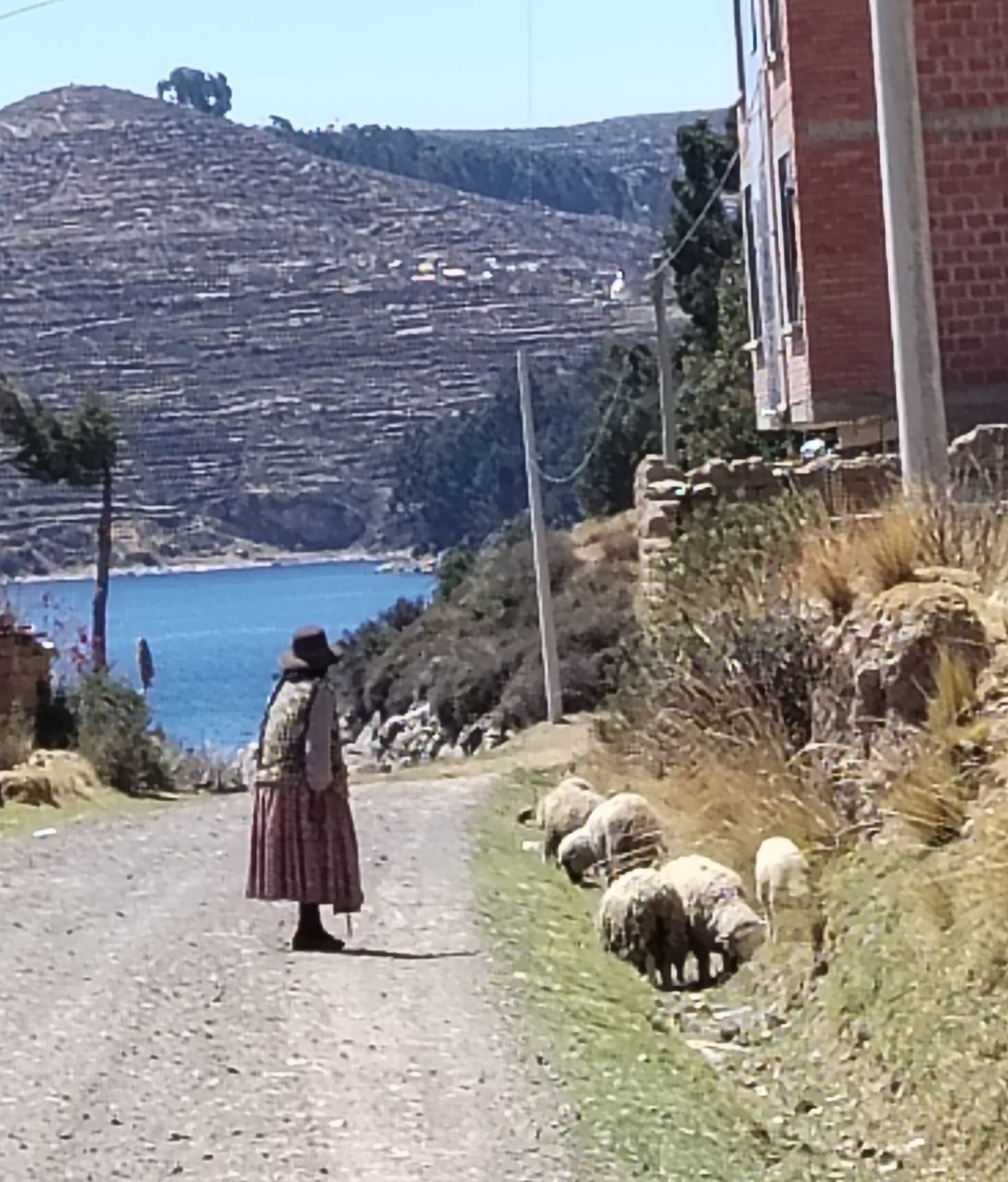 Mujer aimara pastoreando ovejas